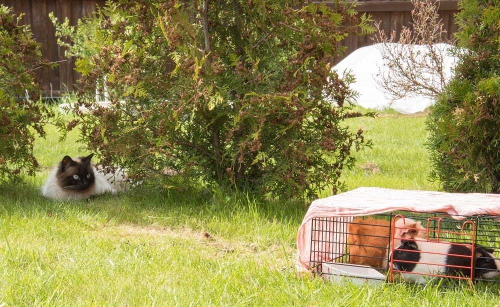 cat watching guinea pigs in the cage