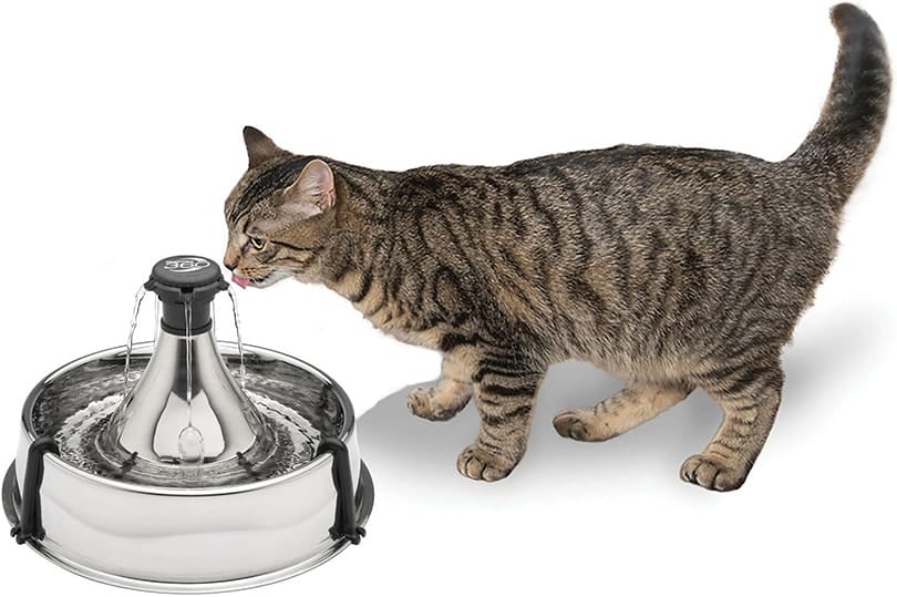 cat water fountain