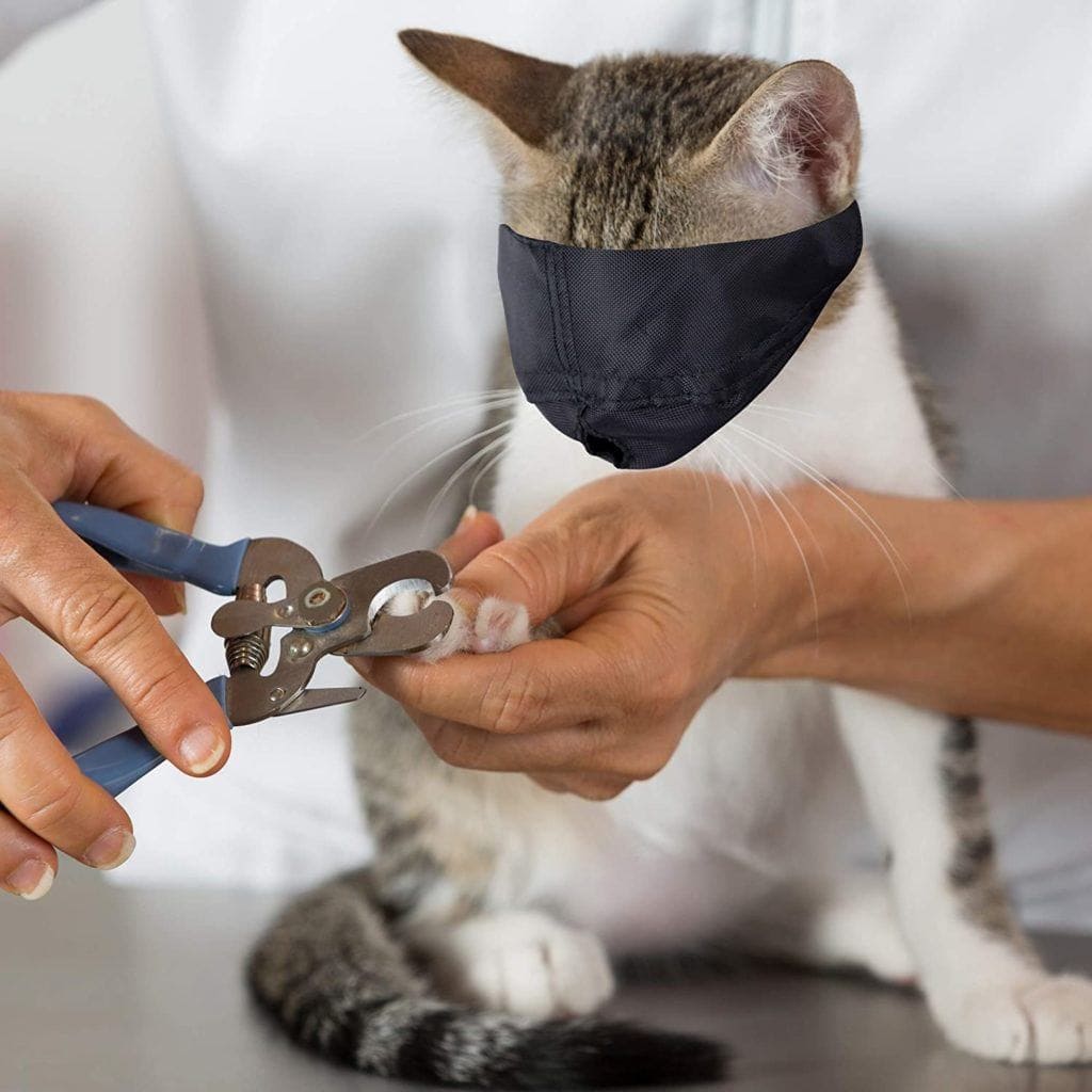 cat wearing Downtown Pet Supply Cat Muzzle