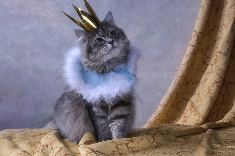 cat wearing crown