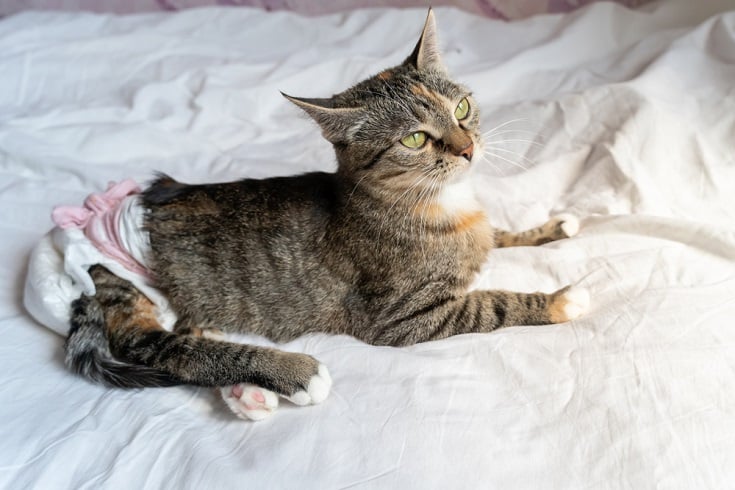disabled cat with big green eyes in a disposable diaper is lying on a white sheet on the bed