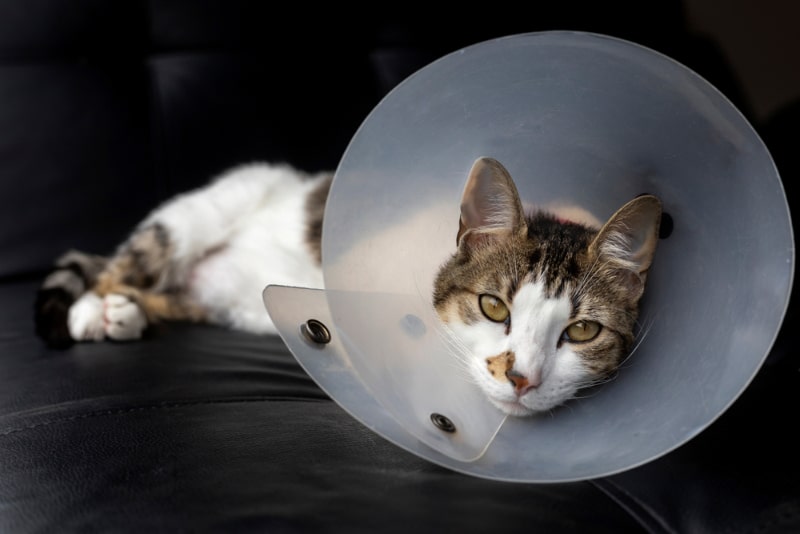 cat wearing e-collar after surgery