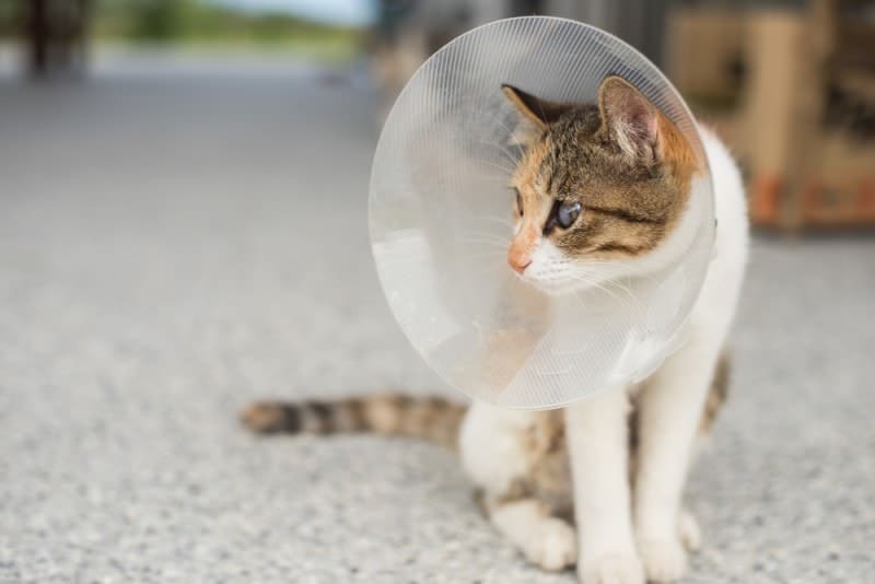 cat wearing elizabethan collar after neuter surgery