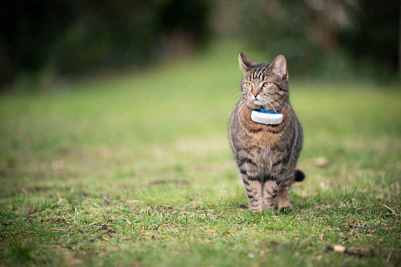 cat wearing gps collar