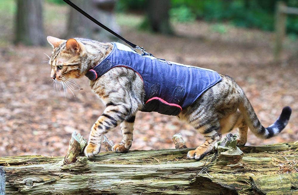 cat wearing jacket harness