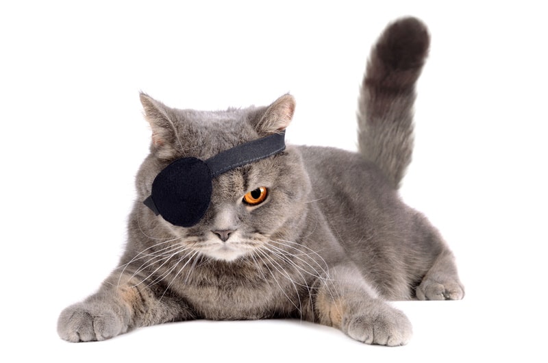 cat wearing pirate costume