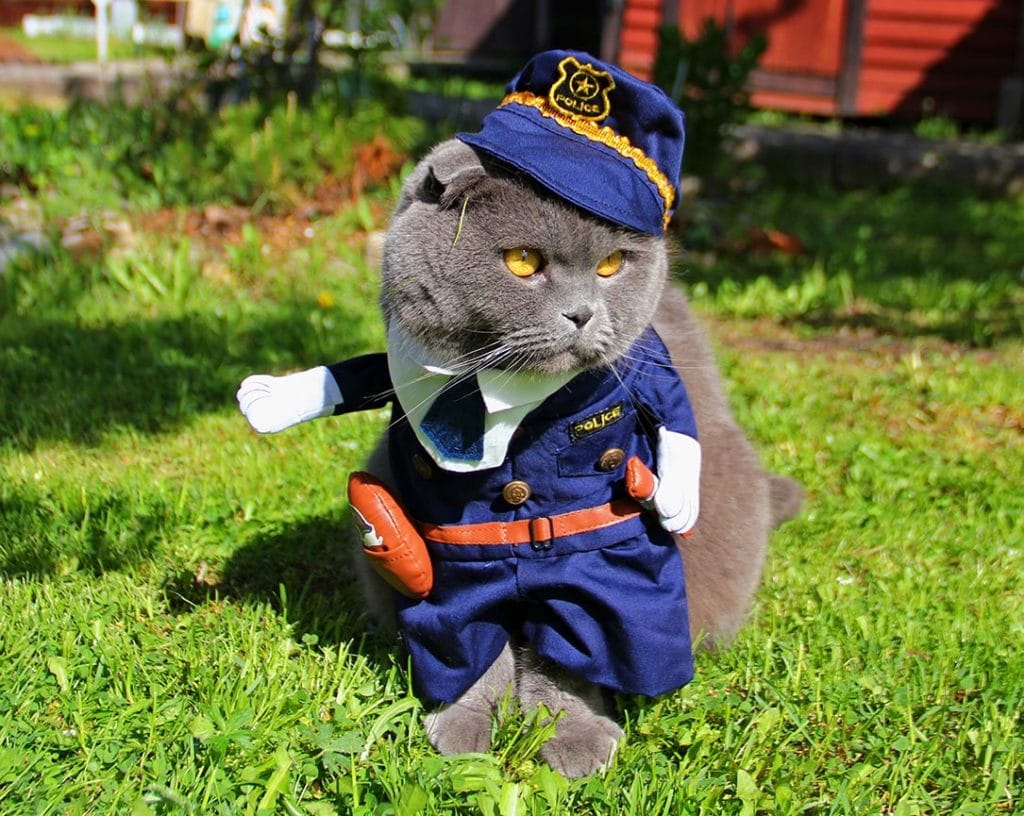 cat wearing police suit