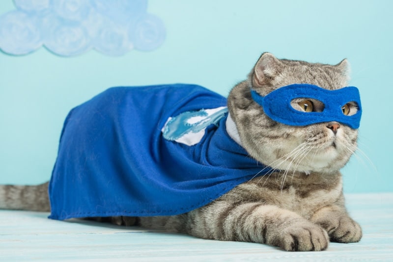 cat wearing super hero costume