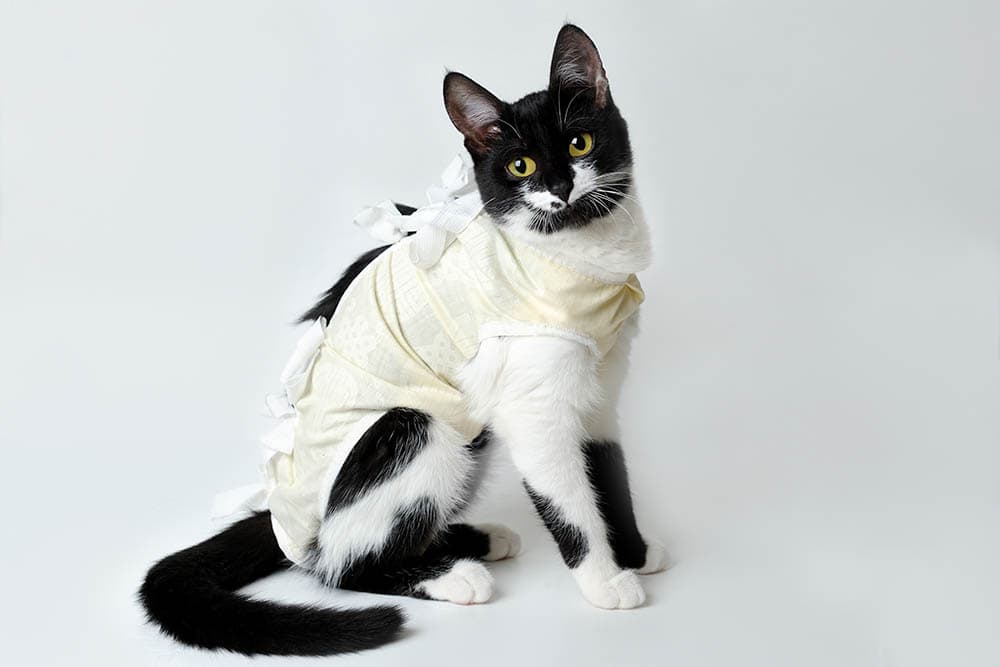 cat wearing surgical recovery clothing