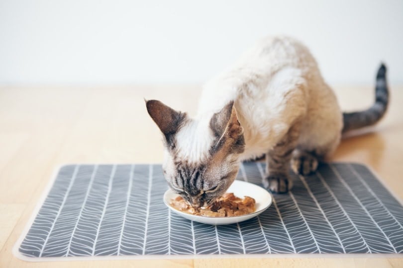 cat wet food_Veera_Shutterstock