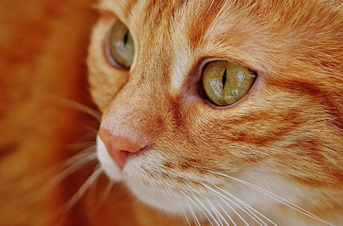 Cat fur coat types top