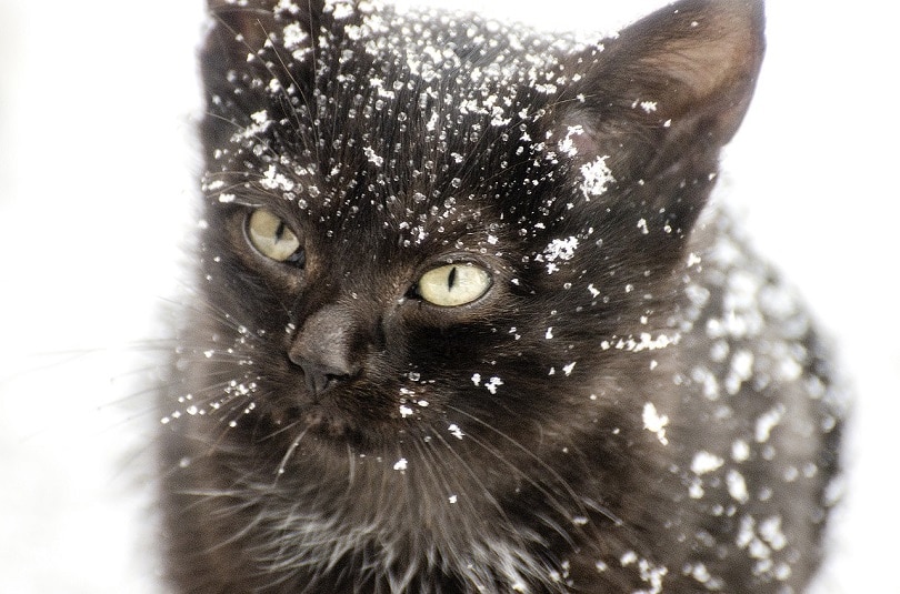 cat winter-pixabay