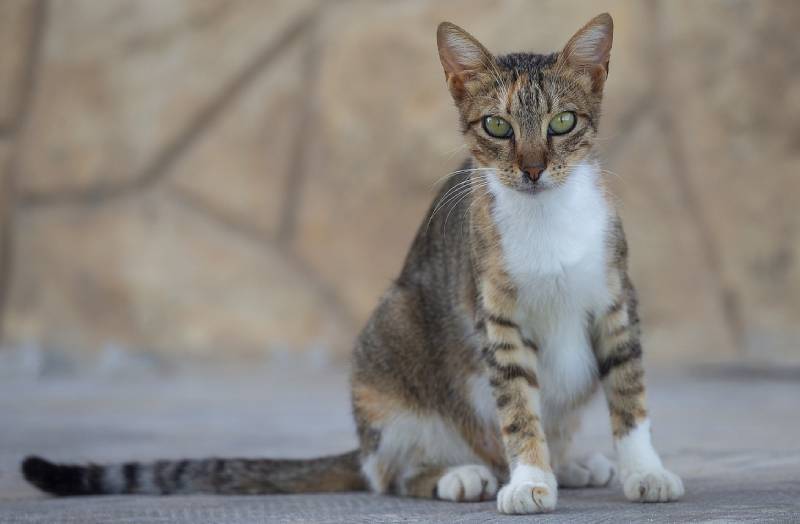 cat with a long tail sitting on the ground