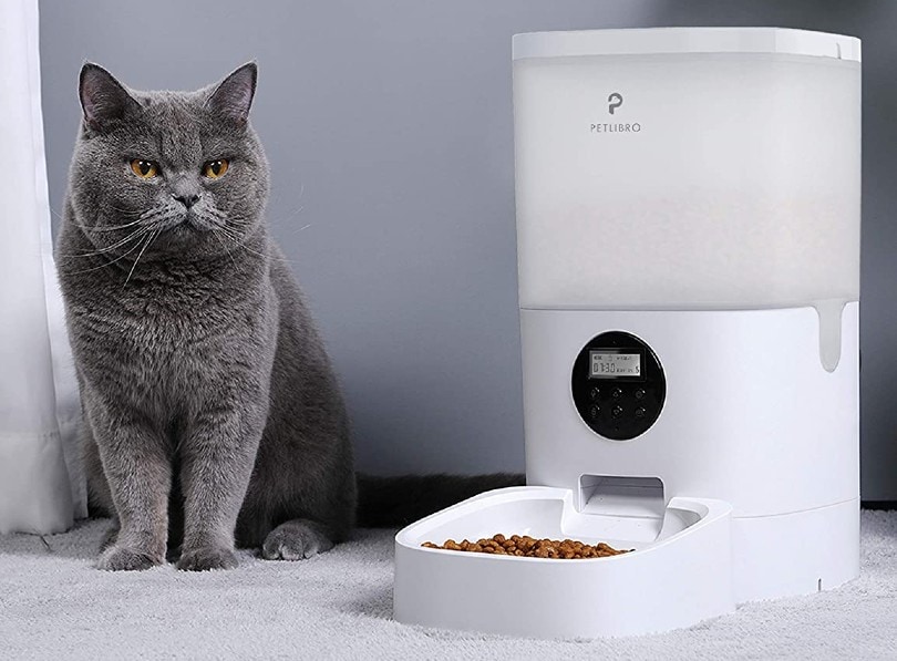cat with an automatic feeder