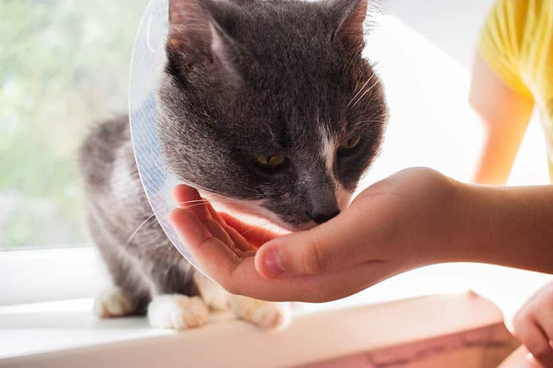 hand feeding cat with a cone
