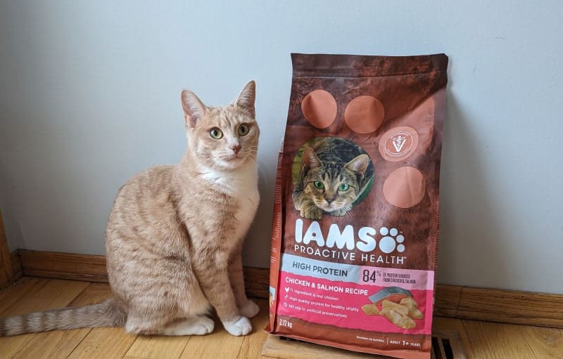 cat with bag of iams proactive health high protein dry food