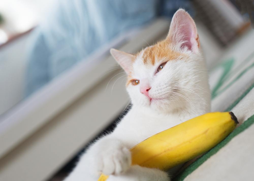 cat with banana