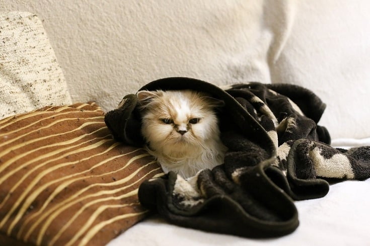 cat with blanket