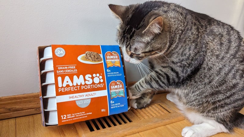 cat with box of iams wet food