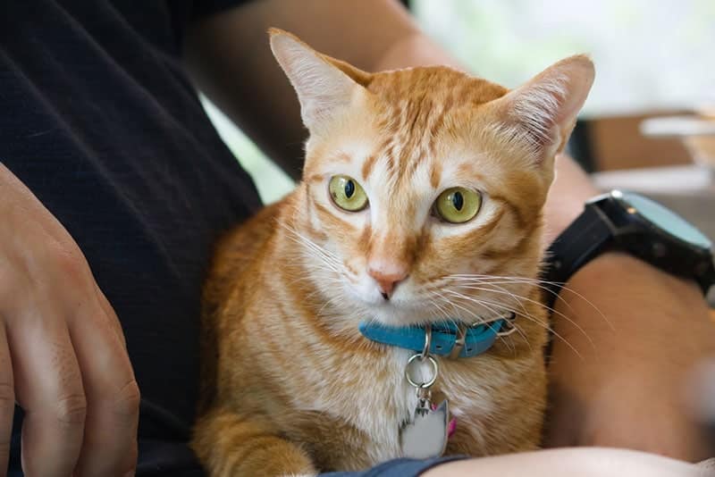 cat with collar lying on owner's lap