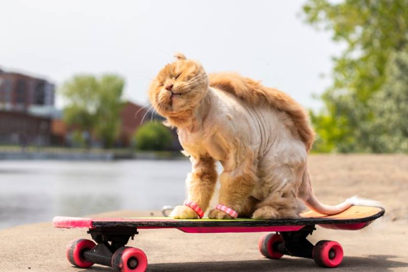 cat with cool haircut riding a skateboard