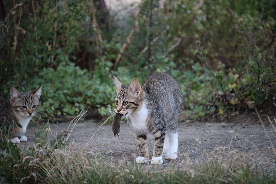 cat with dead mouse