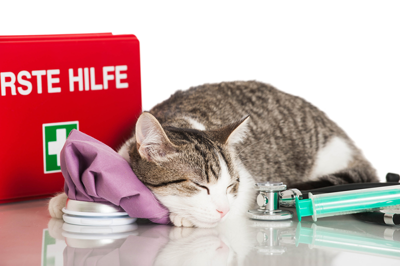 cat with emergency kit