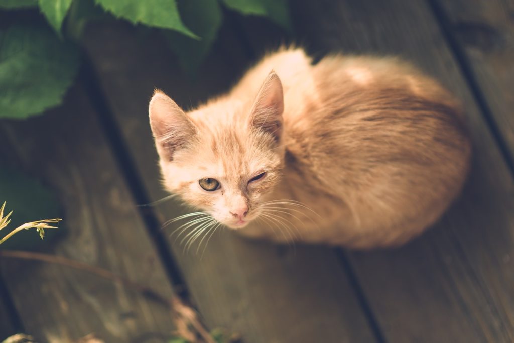 cat with eye injury