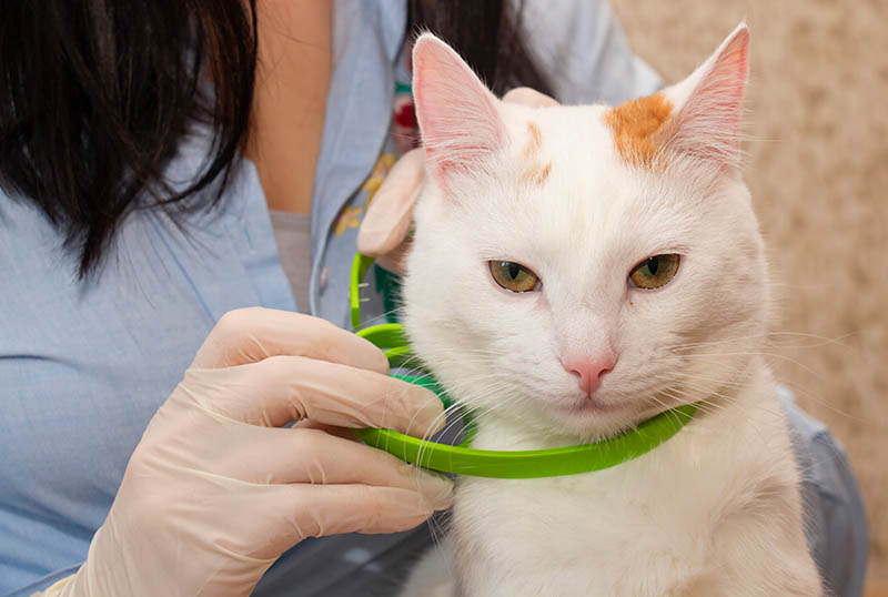cat with green flea collar