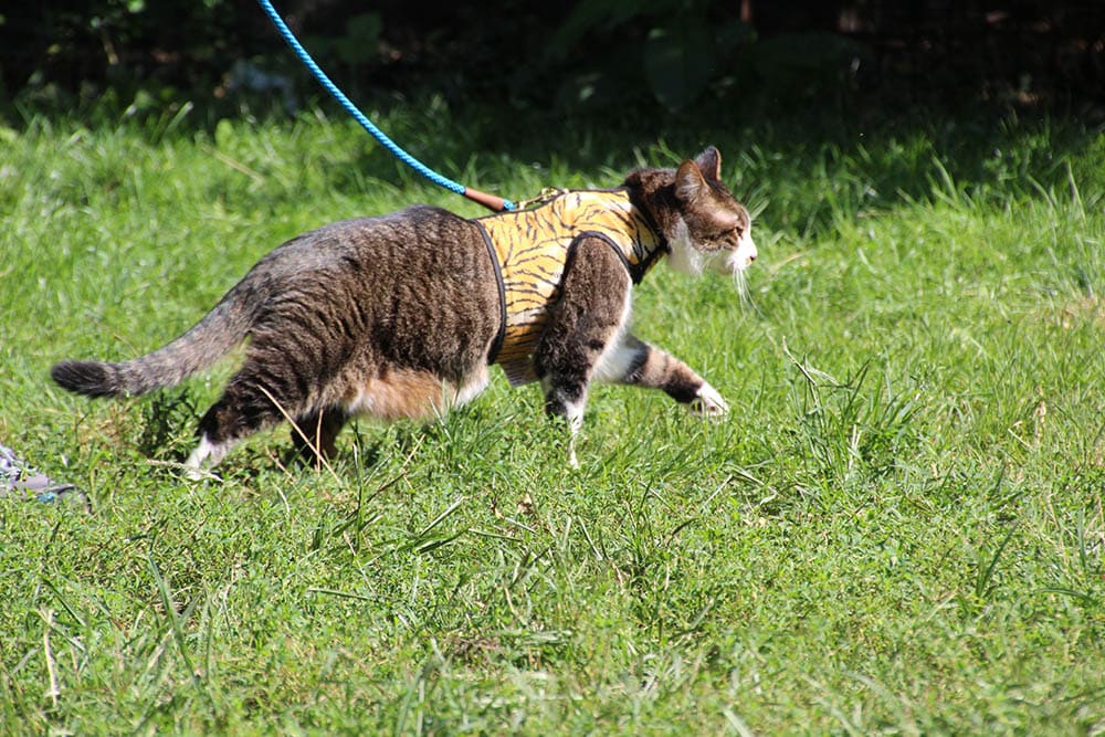 cat with harness and leash in the park