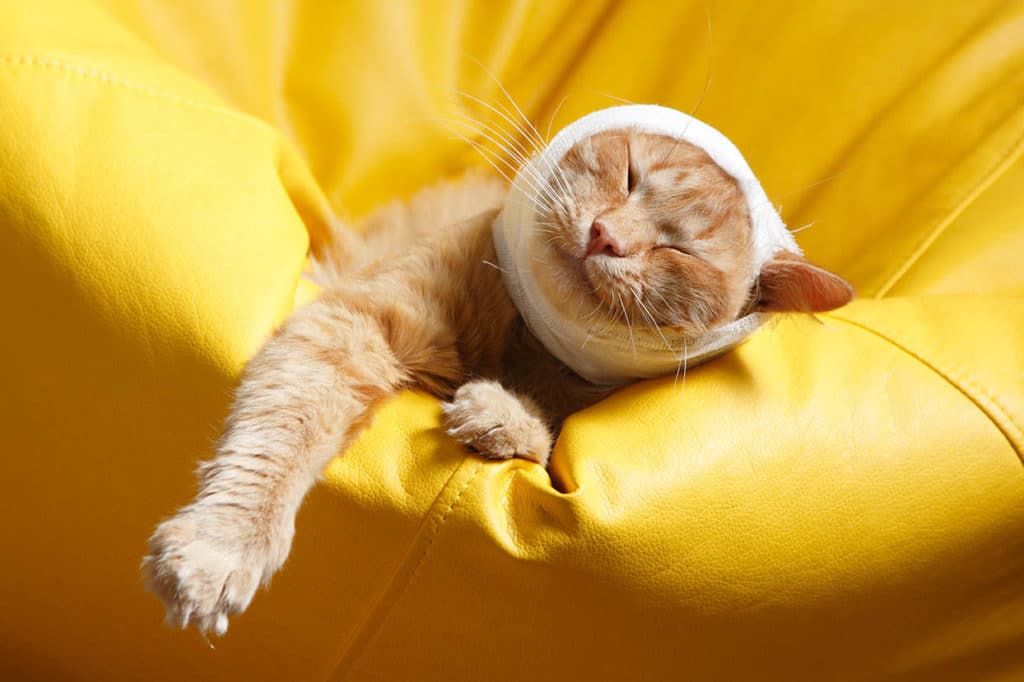 cat with head bandage