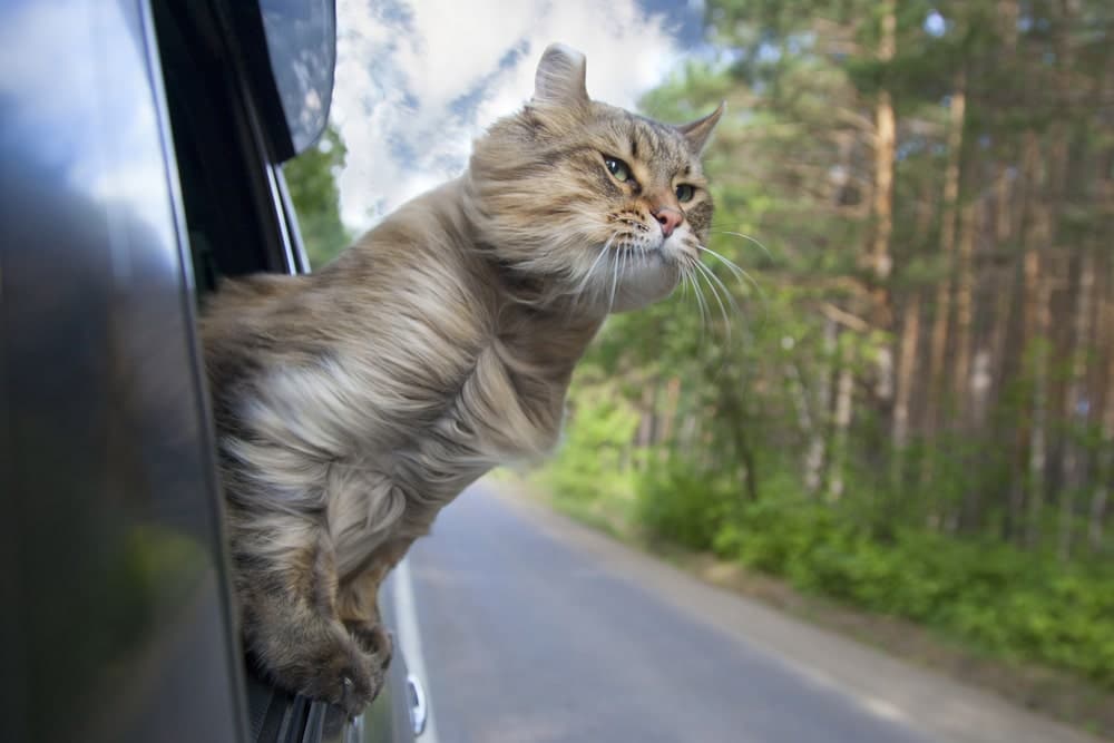 cat with head out car window travel