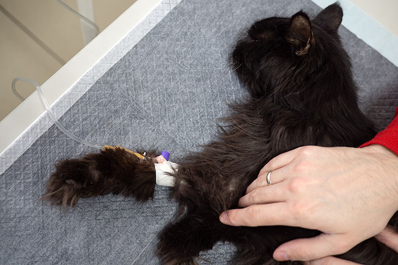cat with intravenous infusion drip in vet clinic