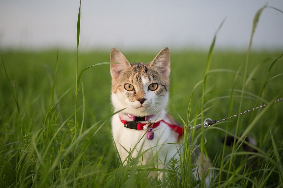 cat with leash and harness