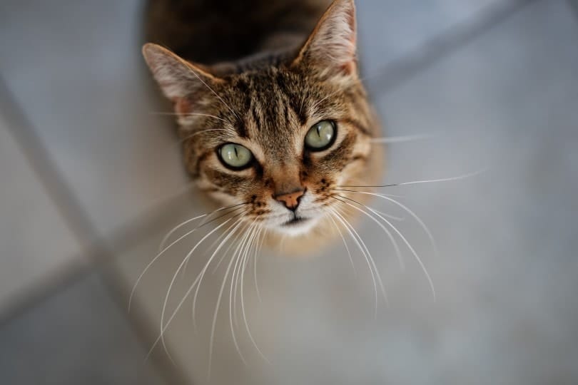cat with long whiskers looking up