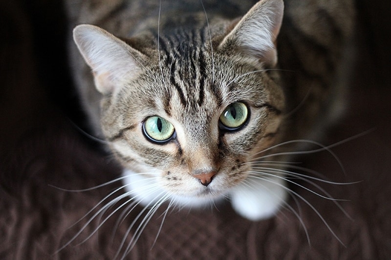 Are Cat Whiskers Good Luck? Superstitions & Meanings Explained - Catster