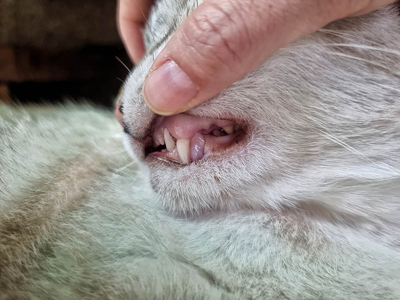 cat with pale gums