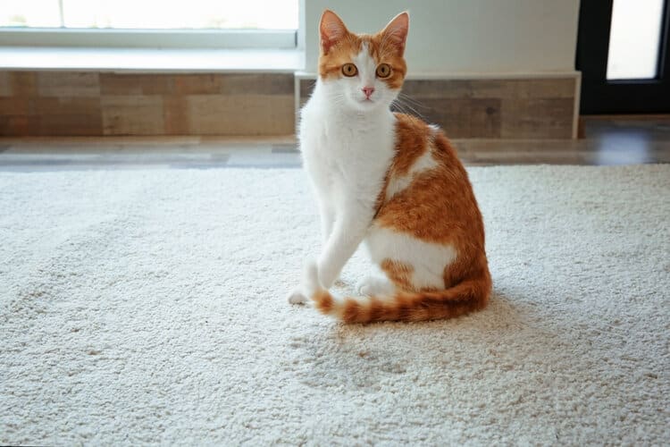 cat with pee stain on carpet