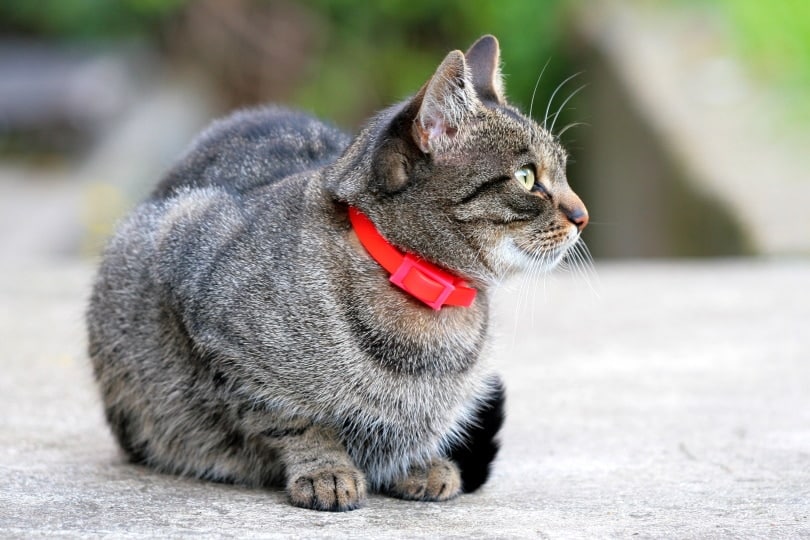 cat with red calming collar
