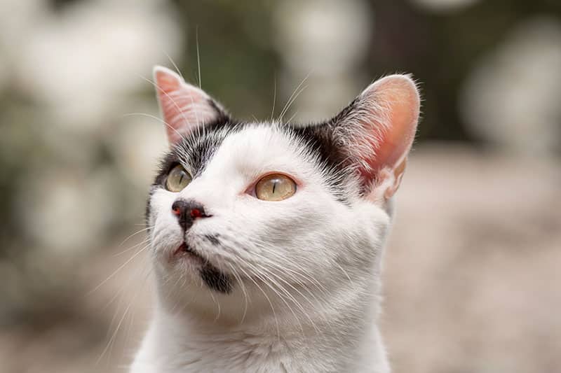 cat with red eye