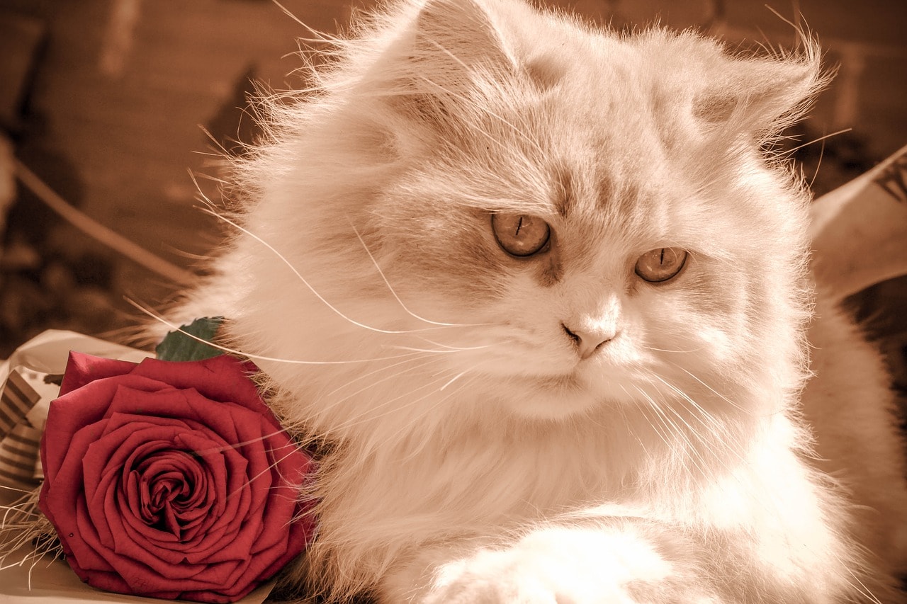 cat with red rose