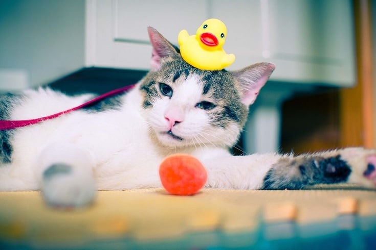 cat with rubber duck