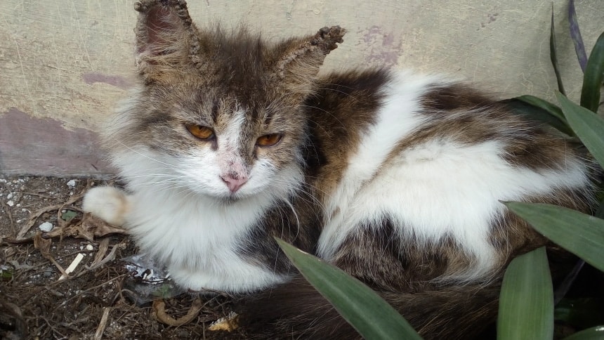 cat with scabies on its ears