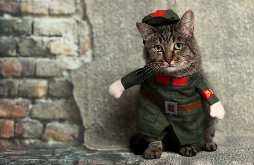 cat with soldier costume