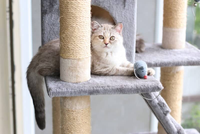 cat with toy on the cat house