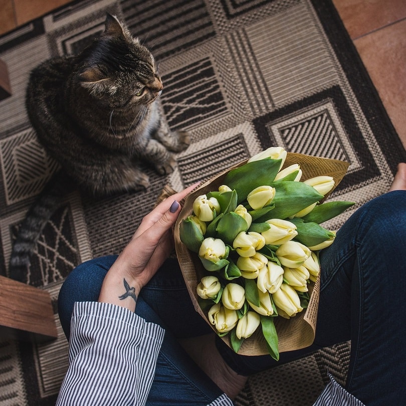 cat-with tulip-pixabay