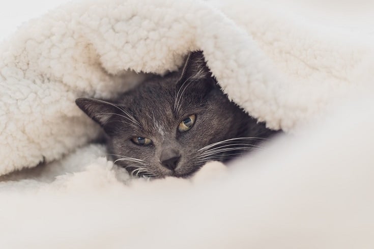 cat with wool blanket