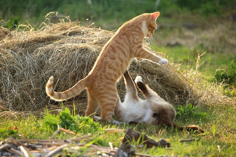 catfighting