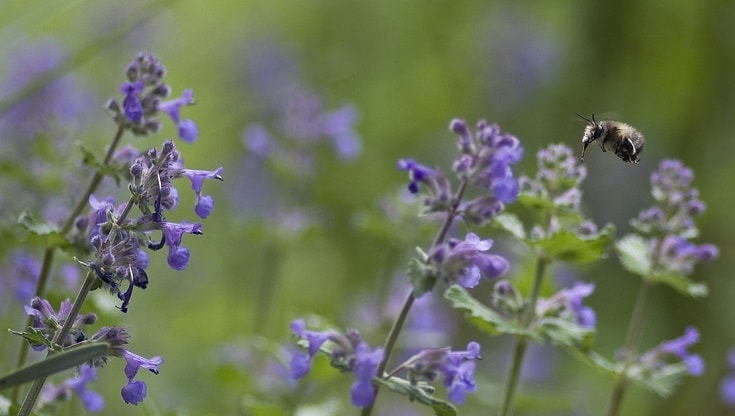 catnip and bee