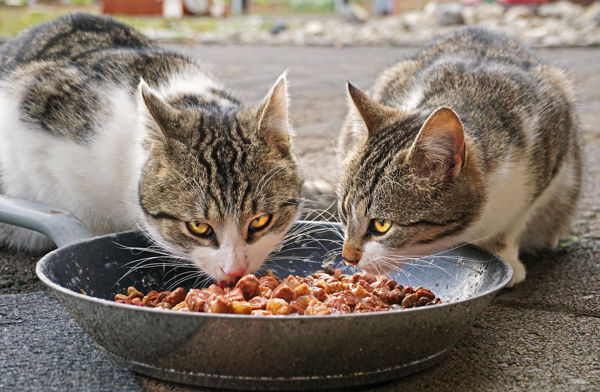 cats eating together